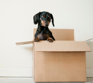 Interstate-Removals-Removalist